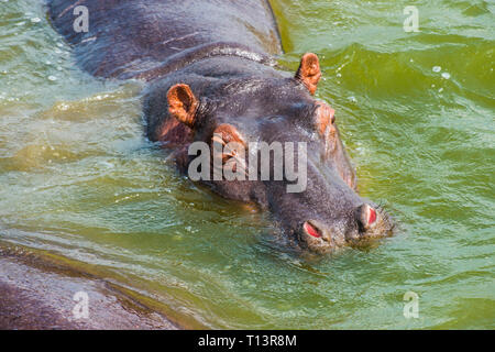 Afrika, Uganda, Nilpferd, Hippopotamus amphibius, Baden im Wasser, Queen Elizabeth National Park Stockfoto