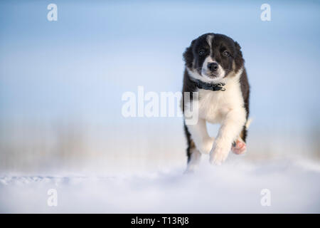 Border Collie Welpen laufen auf Schnee Stockfoto