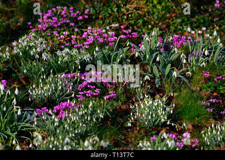 Cyclamen Coum, Galanthus, Schneeglöckchen, Schneeglöckchen, Alpenveilchen, Februar, Winter, Weiß, Rosa, Blumen, Blüte, Teppich, Lampen, Rasen, Rasen, Garten, RM Floral Stockfoto