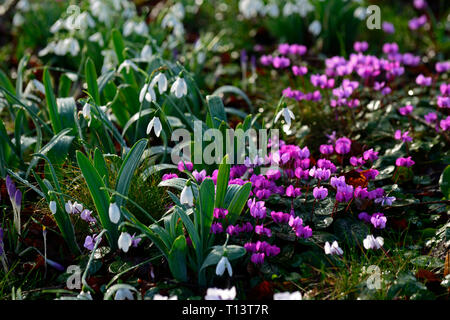 Cyclamen Coum, Galanthus, Schneeglöckchen, Schneeglöckchen, Alpenveilchen, Februar, Winter, Weiß, Rosa, Blumen, Blüte, Teppich, Lampen, Rasen, Rasen, Garten, RM Floral Stockfoto