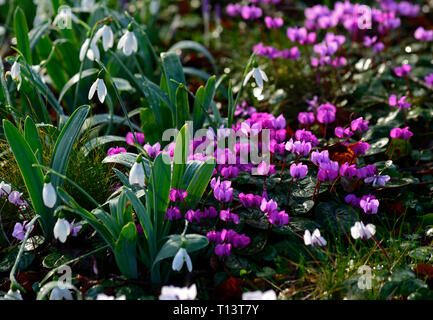 Cyclamen Coum, Galanthus, Schneeglöckchen, Schneeglöckchen, Alpenveilchen, Februar, Winter, Weiß, Rosa, Blumen, Blüte, Teppich, Lampen, Rasen, Rasen, Garten, RM Floral Stockfoto