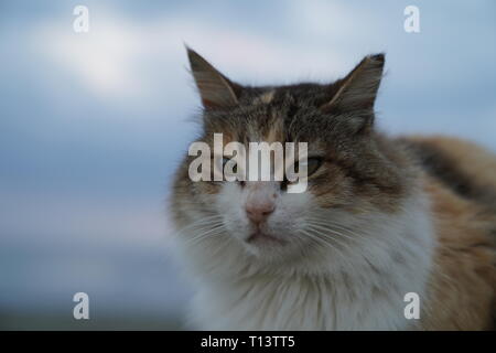 Katzen auf Zypern in der Lage gewesen, die seit Jahrhunderten mit vergleichsweise wenig Einfluss von außen zu züchten; dies hat in einem klaren, lokal angepasste Cat geführt. Stockfoto