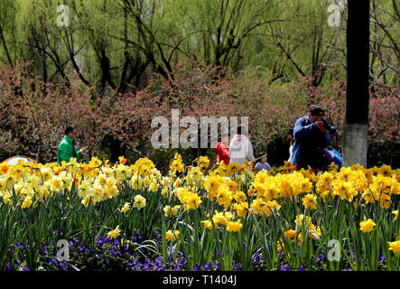 Shanghai, China. 23 Mär, 2019. Menschen sehen blühende Blumen an einem Park im Osten China Shanghai, 23. März 2019. Credit: Liu Ying/Xinhua/Alamy Leben Nachrichten Quelle: Xinhua/Alamy leben Nachrichten Stockfoto