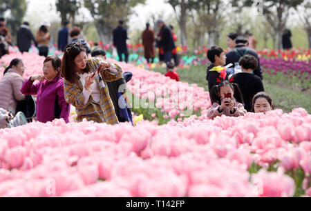 Shanghai, China. 23 Mär, 2019. Menschen sehen blühende Tulpen zu einem ökologischen Garten im Osten Chinas Shanghai, 23. März 2019. Credit: Fang Zhe/Xinhua/Alamy Leben Nachrichten Quelle: Xinhua/Alamy leben Nachrichten Stockfoto