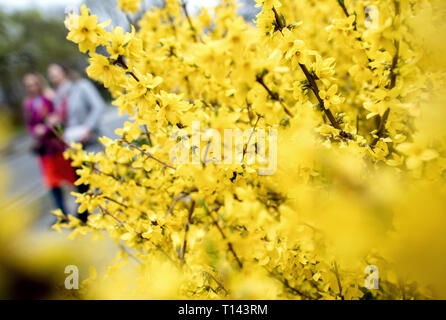 Hannover, Deutschland. 23 Mär, 2019. Wanderer pass Blüte Cotoneaster im Maschpark. Credit: Hauke-Christian Dittrich/dpa/Alamy leben Nachrichten Stockfoto