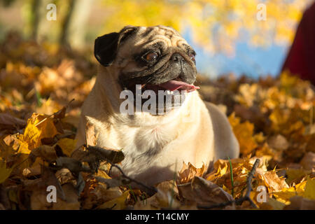 Mops Hund in einem Park, Herbst Stockfoto