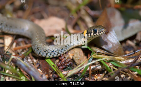 Ringelnatter Crawling in einem Wurf Kopf Nahaufnahmen Stockfoto