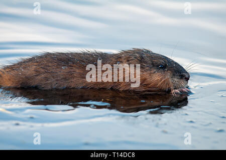 Bisamratte Portrait im eiskalten Wasser Stockfoto