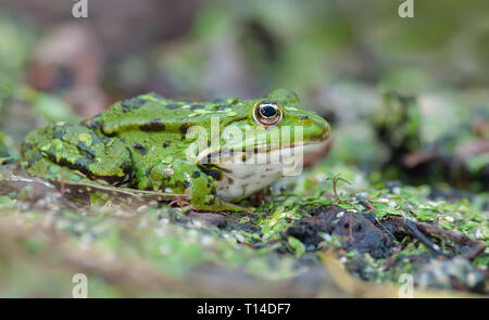 Marsh Frosch Festlegung auf eine grüne Ufer Stockfoto