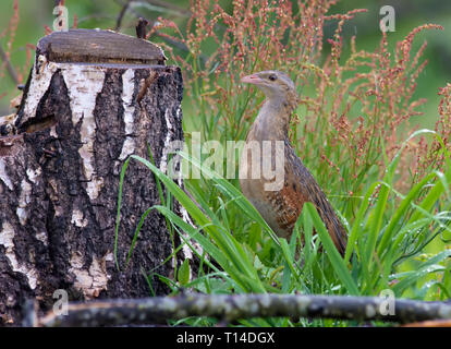 Mais crakear versteckt im nassen Gras in der Nähe von eine Birke stumpf Stockfoto