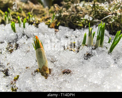 Bud der ersten Crocus unter dem Schnee im Frühling Garten Stockfoto