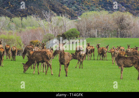 Deer Farm, Herde von Rotwild auf grünes Feld in Neuseeland Stockfoto