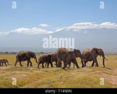 Afrikanische Elefanten (Loxodonta africana) aller Altersgruppen Trek über Trockenrasen der Savanne unter Mt Kilimanjaro im Amboseli NP Kenia, Ostafrika Stockfoto