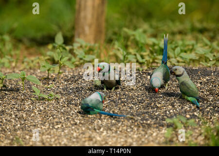 Der blue-winged parakeet, auch bekannt als die Malabar parakeet ist eine Pflanzenart aus der Gattung der Sittich endemisch in den Western Ghats im Süden von Indien. Stockfoto