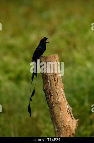 Mehr Racket-tailed Drongo: Gemeinsam in den Wald und Ländereien in Thailand gefunden, bösartig Stimmen imitierten andere Vögel anzuziehen und Essen finden Stockfoto