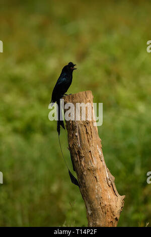 Mehr Racket-tailed Drongo: Gemeinsam in den Wald und Ländereien in Thailand gefunden, bösartig Stimmen imitierten andere Vögel anzuziehen und Essen finden Stockfoto