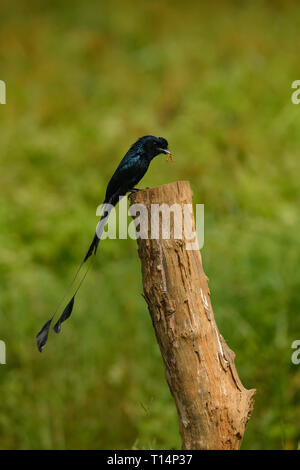 Mehr Racket-tailed Drongo: Gemeinsam in den Wald und Ländereien in Thailand gefunden, bösartig Stimmen imitierten andere Vögel anzuziehen und Essen finden Stockfoto