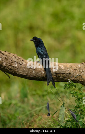 Mehr Racket-tailed Drongo: Gemeinsam in den Wald und Ländereien in Thailand gefunden, bösartig Stimmen imitierten andere Vögel anzuziehen und Essen finden Stockfoto