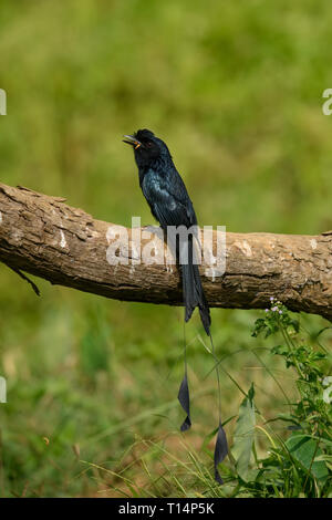 Mehr Racket-tailed Drongo: Gemeinsam in den Wald und Ländereien in Thailand gefunden, bösartig Stimmen imitierten andere Vögel anzuziehen und Essen finden Stockfoto