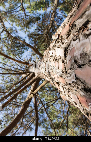 Pine Tree von unten Stockfoto