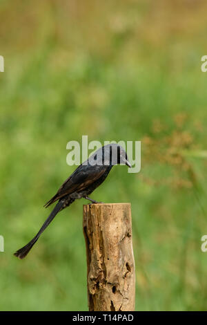 Mehr Racket-tailed Drongo: Gemeinsam in den Wald und Ländereien in Thailand gefunden, bösartig Stimmen imitierten andere Vögel anzuziehen und Essen finden Stockfoto