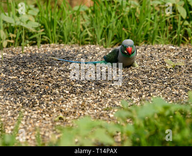 Der blue-winged parakeet, auch bekannt als die Malabar parakeet ist eine Pflanzenart aus der Gattung der Sittich endemisch in den Western Ghats im Süden von Indien. Stockfoto