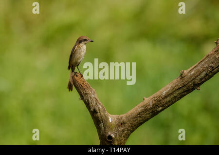 Die braune shrike ist ein Vogel in der shrike Familie, vor allem in Asien gefunden wird. Es ist eng mit der Neuntöter und isabelline Shrike. Stockfoto