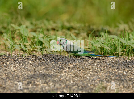 Der blue-winged parakeet, auch bekannt als die Malabar parakeet ist eine Pflanzenart aus der Gattung der Sittich endemisch in den Western Ghats im Süden von Indien. Stockfoto