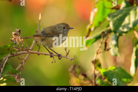 Eine braune Thornbill, Acanthiza pusilla, in einem Baum in Launceston Tasmanien mit Kopie Raum thront. Stockfoto