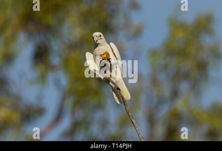 Little Corella, Cacatua sanguinea, in einem Baum Fütterung auf einer kleinen Melone thront, während auf einem Zweig im Outback westlichen Queensland Australien gehockt Stockfoto