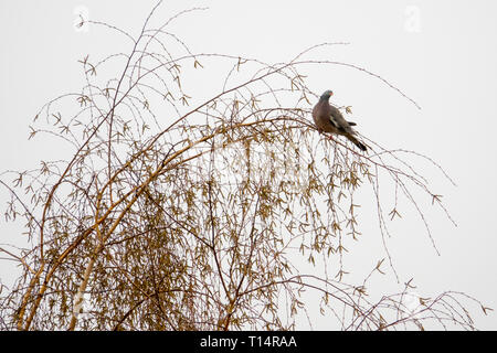 Eine taube sitzt auf einem Baum Stockfoto