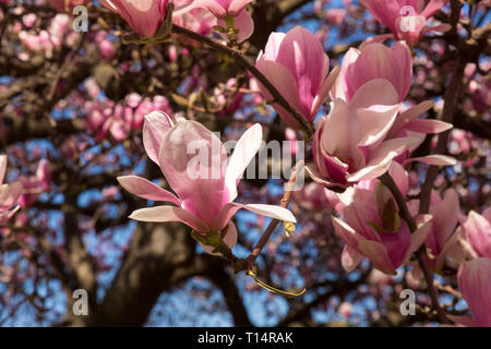 Magnolia an der Roosevelt Square Stockfoto