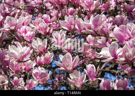 Magnolia an der Roosevelt Square Stockfoto