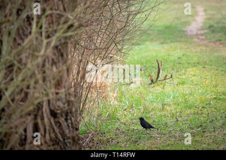 Eine Amsel steht auf einem Pfad Stockfoto