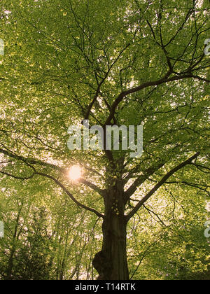 Frühling im Westen Fuß. Wald von Bere, Hampshire, UK: Buche mit Sonne durch die Baumkronen glänzend Stockfoto