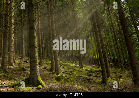 Ein Wald in der belgischen Ardennen. mit Pinien und Sonnenstrahlen, die durch die Löcher zwischen den Bäumen. Stockfoto