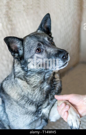 Frau hält der Hund die Pfote in Ihrer Hand Stockfoto