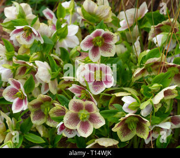 Helleborus × hybridus 'White Lady beschmutzt' Stockfoto