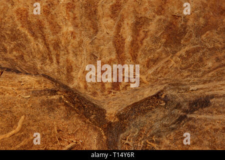 Coconut Nahaufnahme Hintergrund, Konzept gesunde Ernährung und fettarme Ernährung Stockfoto