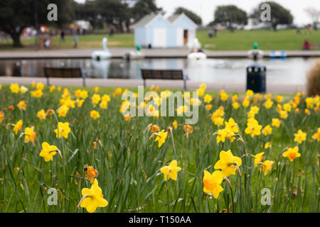 Narzissen am Canoe Lake, mit Strand Hütten im Hintergrund, während Sie im Frühjahr Stockfoto