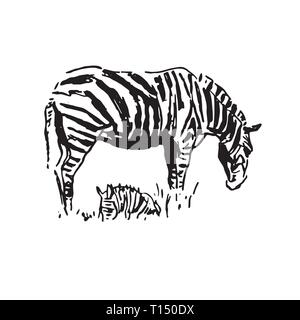 Zebra-Vektor handgezeichnete Grafik-Illustration auf weißem Hintergrund Stock Vektor