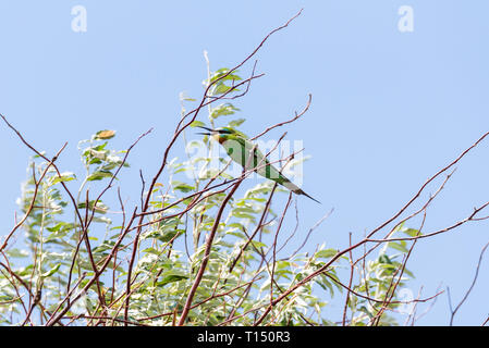 Die blaue ist Bienenfresser (merops Persicus). Ein Vogel sitzt auf einem Ast eines Baumes, auf dem Hintergrund des blauen Himmels. Chyornye Zemli (Schwarz landet) Natur Stockfoto