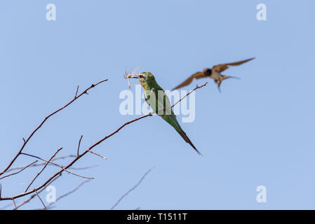 Die blaue ist Bienenfresser (merops Persicus). Ein Vogel sitzt auf einem Ast eines Baumes und hält eine Libelle im Schnabel. Chyornye Zemli (Schwarz landet) Stockfoto