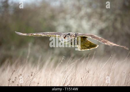 Uhu (Bubo bubo) in natürlicher Umgebung, Vereinigtes Königreich Stockfoto