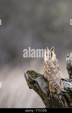 Lange Eared Owl (Asio Flammeus) auf völlig natürliche Barsch, Vereinigtes Königreich Stockfoto