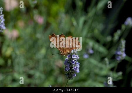 Komma Schmetterling am Lavendel Blume Stockfoto