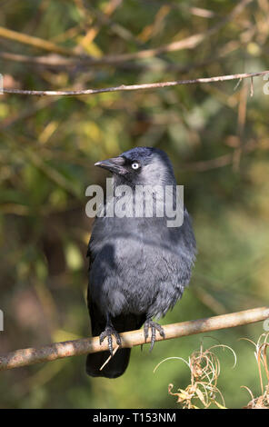 Dohle, Corvus monedula, Alleinstehenden im Baum gehockt. Slimbridge, Gloucestershire, UK. Stockfoto