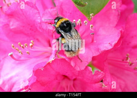 Bumble Bee Stockfoto