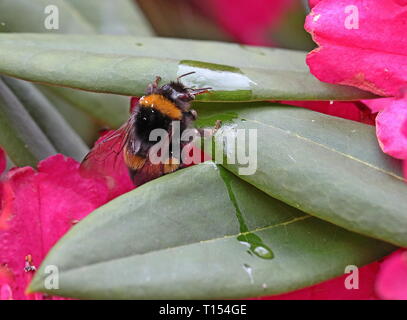 Bumble Bee Stockfoto