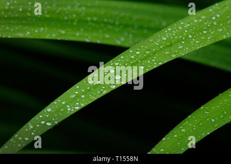 Wassertropfen auf einem schlanken grünen Blatt nach dem Regen in einem Regenwald. Stockfoto